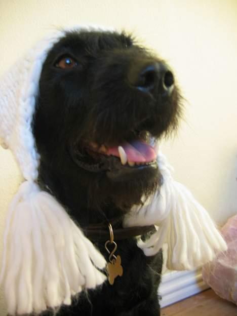 Blanding af racer Lucas - " Nogen der sagde "Koldt"? " billede 4