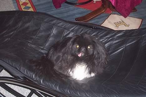Pekingeser Mahjongs   Sjuss Død. - Har i set min smukke skæve tunge. billede 2