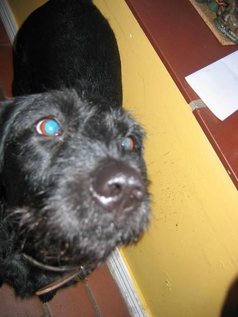 Blanding af racer Lucas - " Stik lige de her dådyr øjne!! " billede 5