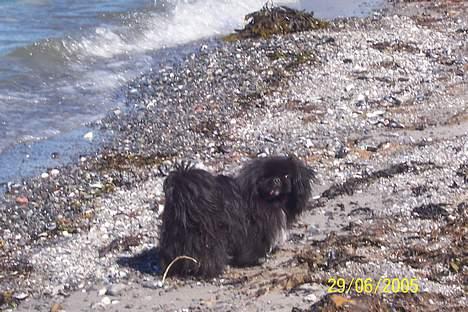 Pekingeser Mahjongs   Sjuss Død. - Nej mor jeg skal ikke i vandet. billede 3