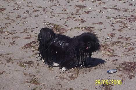 Pekingeser Mahjongs   Sjuss Død. - Se lige hvor ond min mor er. billede 4