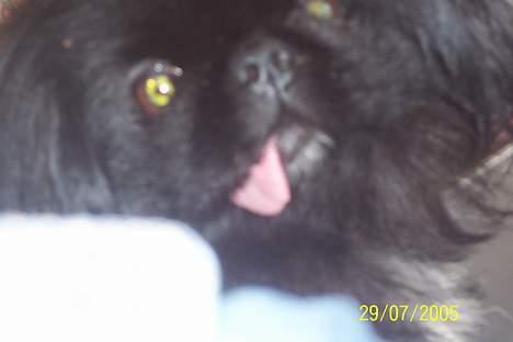 Pekingeser Mahjongs   Sjuss Død. - Er det nu  den tunge du er ude efter igen mor. billede 5