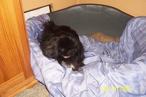 Pekingeser Mahjongs   Sjuss Død. - Ja ja jeg ved da godt det ikke er min kurv;men de tør ikke at tage den fra mig de andre. billede 6