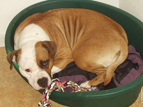 Amerikansk staffordshire terrier Spirit - Hun skammer sig efter at ha´ ædt mine hamstere.. Eller gør hun? billede 1