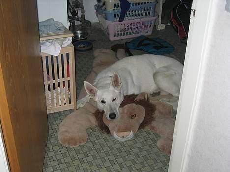 Hvid schæfer Tinka's Fonzi *Død* - Nu vandt jeg over den, så nu skal jeg sove oven på mit trofæ...! billede 8