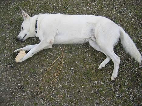 Hvid schæfer Tinka's Fonzi *Død* - Død hund... :) billede 9