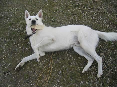 Hvid schæfer Tinka's Fonzi *Død* - Jeg er da ikke død... Jeg er spræl levende og jeg vil lege! billede 10