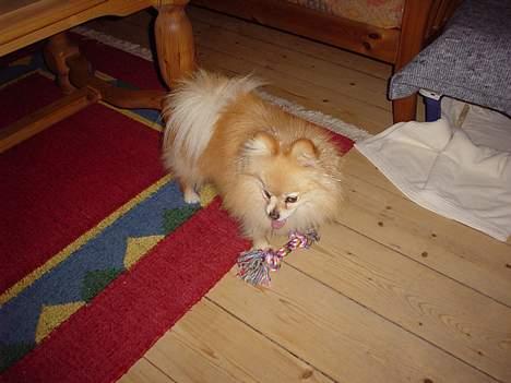 Pomeranian benjii  billede 7