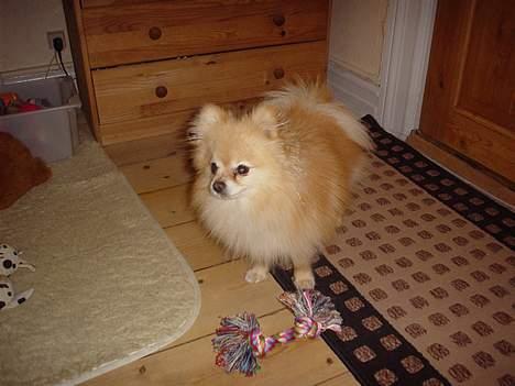 Pomeranian benjii  billede 8
