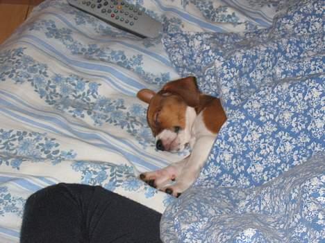 Dansk svensk gaardhund Rocki - Sover lige mig mor!!! ZZzzz billede 8