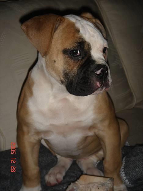 Amerikansk bulldog Østergaard's Chanti +Død  - D. 28/12 En træt lille Chanti billede 4