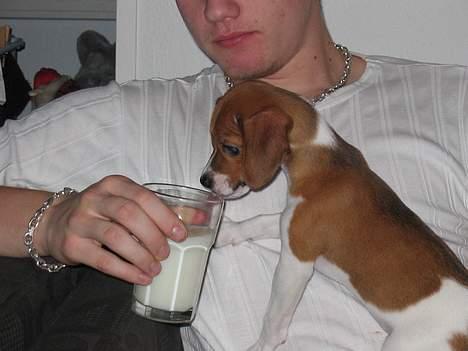 Dansk svensk gaardhund Rocki - En lille tår mælk billede 9