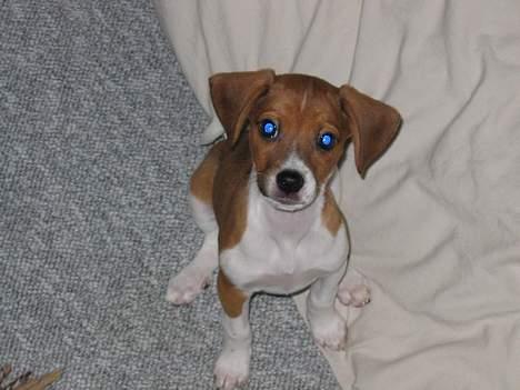 Dansk svensk gaardhund Rocki - Se hvor pænt jeg sidder billede 10