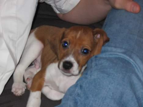 Dansk svensk gaardhund Rocki - Jeg putter lige billede 11