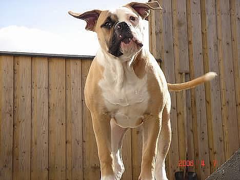 Amerikansk bulldog Østergaard's Chanti +Død  - D. 27/1 Chanti nede i svanelunden billede 6