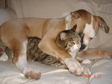 Amerikansk bulldog Østergaard's Chanti +Død  - D. 27/2 Ha ha ha Speedy så fik jeg dig ENDELIG :o) billede 7