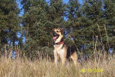 Schæferhund Græske Balou  Død. -  Den skønneste legeplads. billede 10