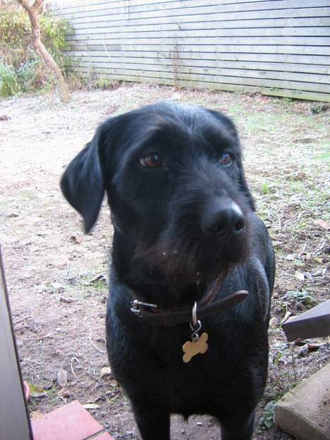 Blanding af racer Lucas - " Brr,, Hvor er min hue henne,, DET ER KOLDT" " billede 6