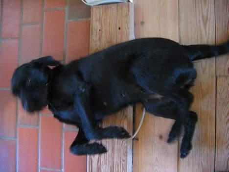 Blanding af racer Lucas - " Rulle, rulle, rulle :) " billede 7