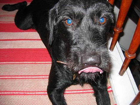 Blanding af racer Lucas - " HOV?? Hvor kom DEN tunge fra???? " billede 8