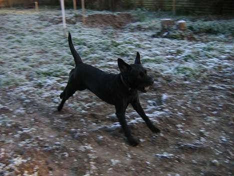 Blanding af racer Lucas - " TjuheeJ,, Se mine ører :) " billede 9