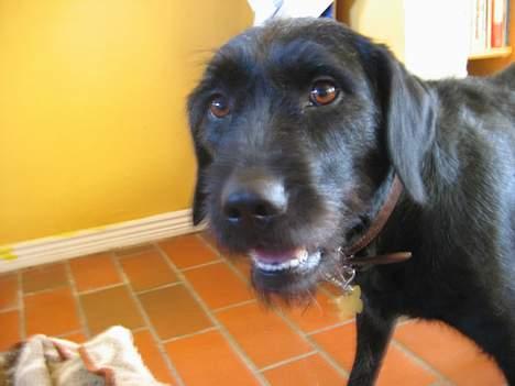 Blanding af racer Lucas - " Neej,, Lad nu vær´ med det kamera,, man har vel lov til lidt privatliv?? " billede 10