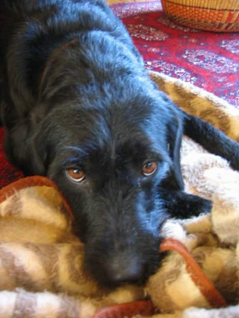 Blanding af racer Lucas - "MIT TÆPPE!! Hvæs hvæs " billede 11