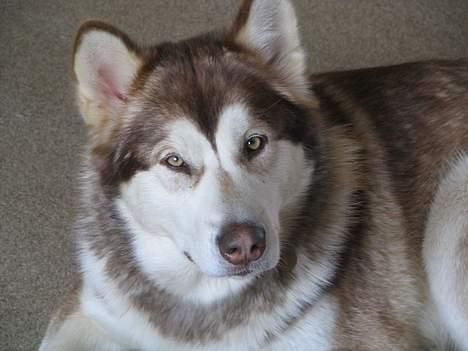 Alaskan malamute denali sunrise kald: desi billede 2