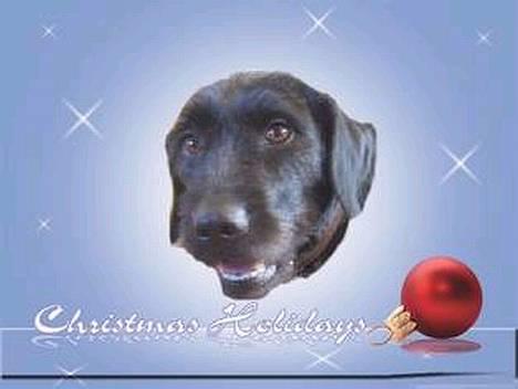 Blanding af racer Lucas -  " Klæder mit hoved bare ikke på det her billede??" billede 12