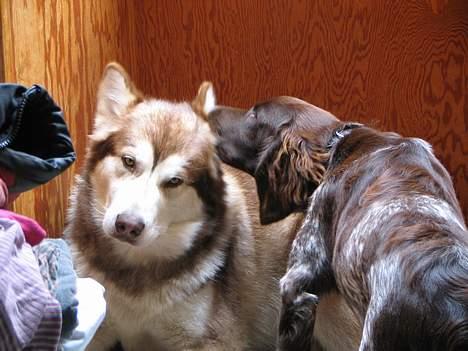 Alaskan malamute denali sunrise kald: desi - desi bliver forkælet af bofællen monty billede 4