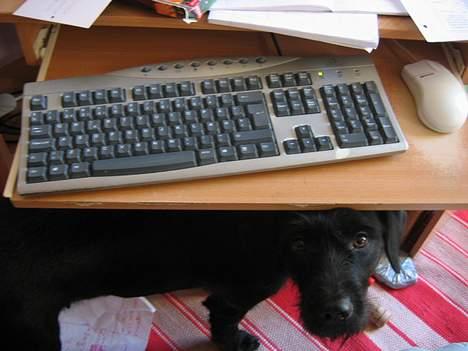 Blanding af racer Lucas - Taget på fersk gerning :o/ billede 13