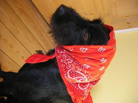 Blanding af racer Lucas - " Haha,, Rødhætte er vendt frygteligt tilbage..!! " billede 14