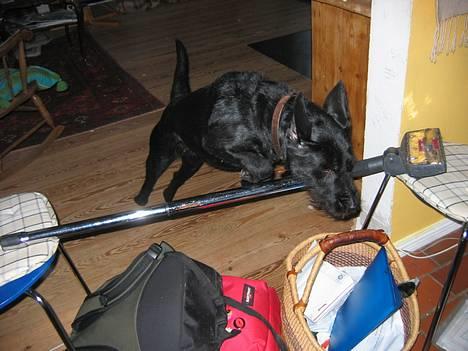 Blanding af racer Lucas -  " Muhaha,, Hænderne op,, eller bukserne ned!! " billede 15