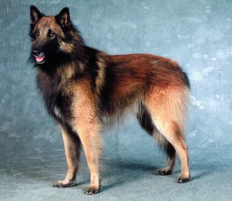 Belgisk hyrdehund Chivas - Chivas ser da flot ud !!!! billede 1