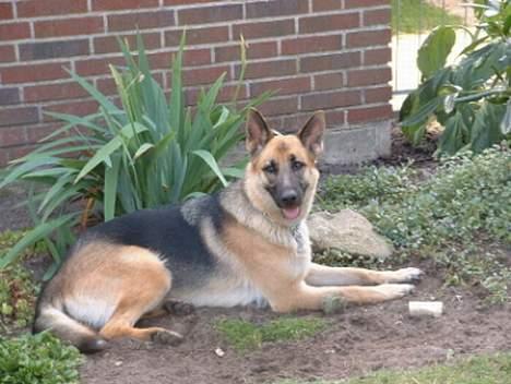 Belgisk hyrdehund Chivas - Tia som her ligger i haven på en varm sommerdag og som vi mistede sammen med Chivas.  billede 2