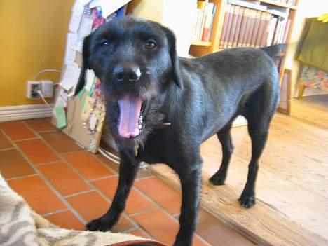 Blanding af racer Lucas - BaaaH,,  billede 16