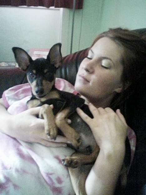 Dvaergpinscher Basse billede 1