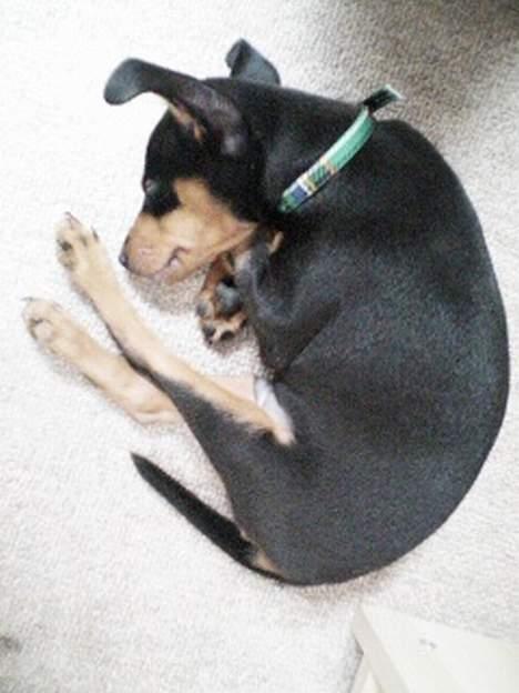 Dvaergpinscher Basse - Når man er en lille hvalp er der en ting der er godt: at sove! billede 2