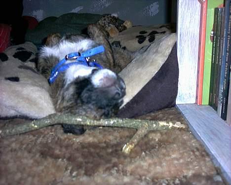 Blanding af racer Iggy (Mickey) - Iggy ligger og sover... sødt =) billede 16