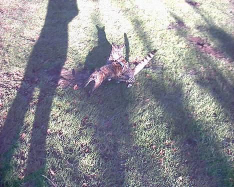 Blanding af racer Iggy (Mickey) - Iggy angriber Fidusen! billede 17