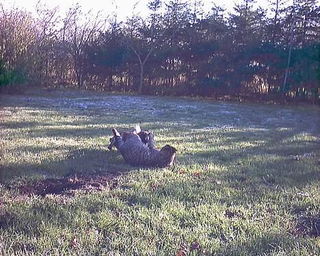 Blanding af racer Iggy (Mickey) - HJælp! ikke igen! billede 18