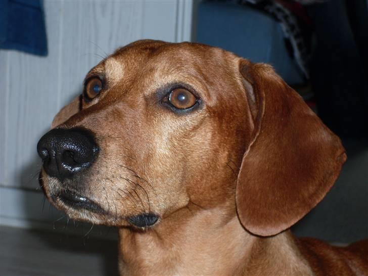 Gravhund Rex - R.I.P. billede 2