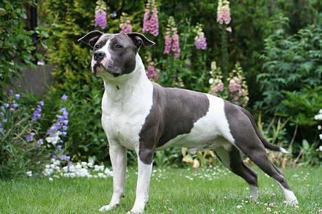 Amerikansk staffordshire terrier Great Vikings Niño - 28/06-2006 billede 1