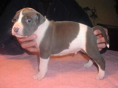 Amerikansk staffordshire terrier Great Vikings Niño - 4 uger gammel billede 4