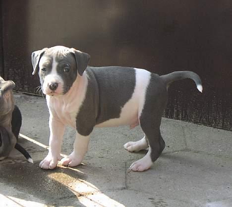 Amerikansk staffordshire terrier Great Vikings Niño - 6 uger gammel billede 5