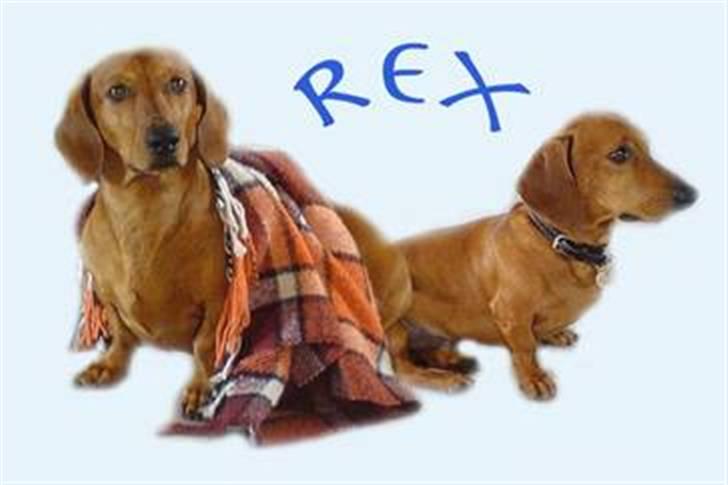 Gravhund Rex - R.I.P. billede 15