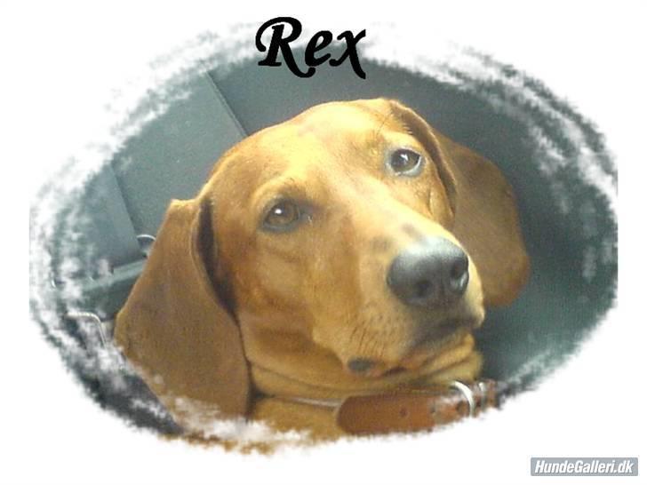 Gravhund Rex - R.I.P. billede 10
