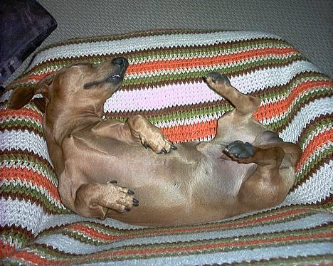 Gravhund Rex - R.I.P. billede 11