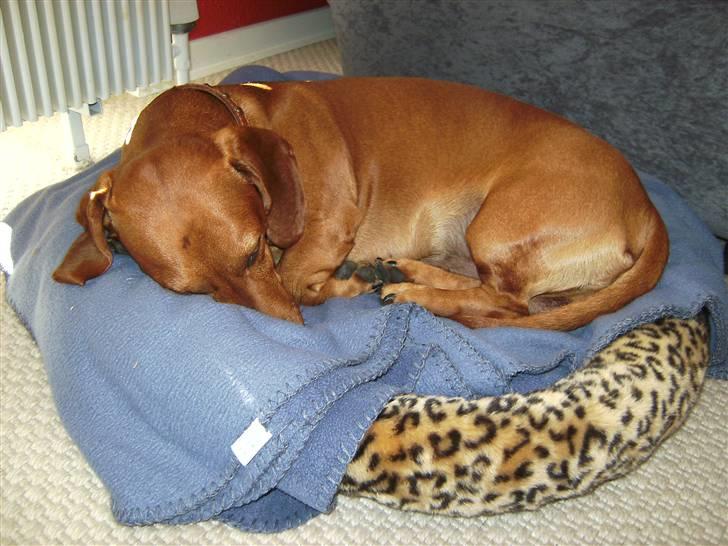 Gravhund Rex - R.I.P. billede 4