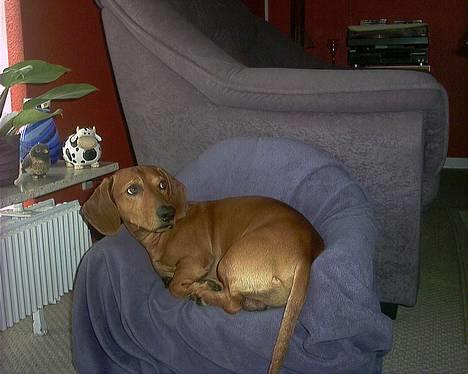 Gravhund Rex - R.I.P. billede 17